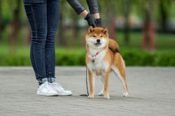 picture of dog