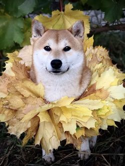 picture of dog
