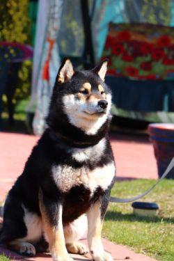 picture of dog
