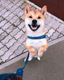 picture of dog