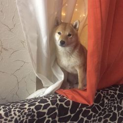 picture of dog