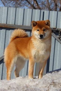picture of dog