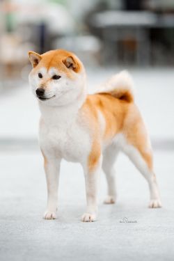 picture of dog