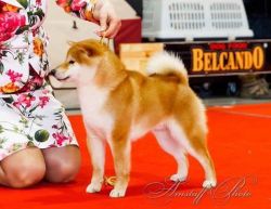 picture of dog