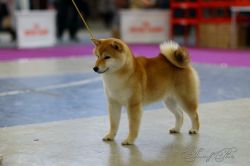 picture of dog