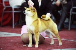 picture of dog