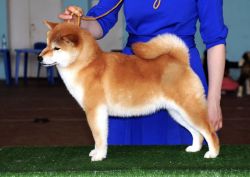 picture of dog