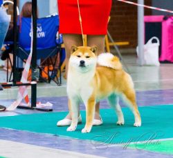 picture of dog