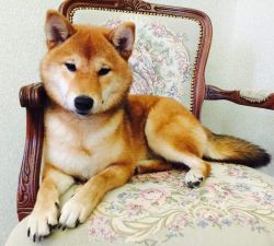 picture of dog