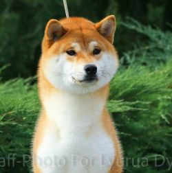picture of dog