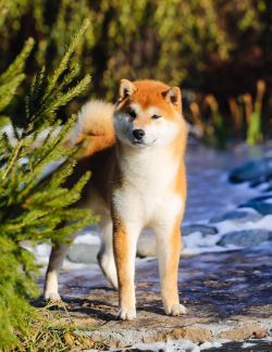picture of dog