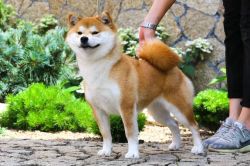 picture of dog