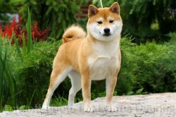 picture of dog