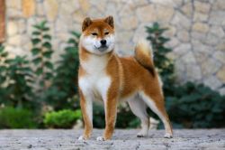 picture of dog