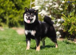 picture of dog