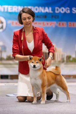 picture of dog