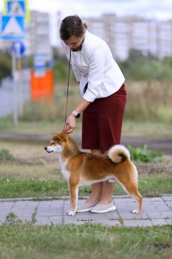 picture of dog
