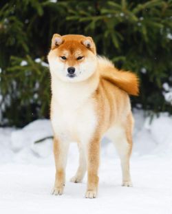 picture of dog