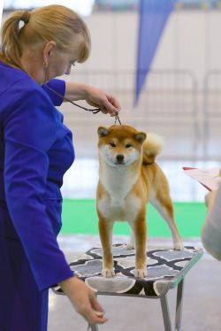 picture of dog
