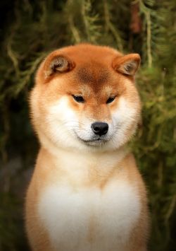 picture of dog