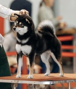 picture of dog