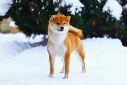 picture of dog