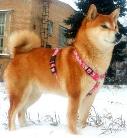picture of dog