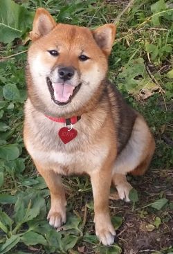 picture of dog