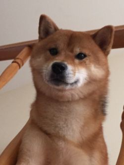 picture of dog