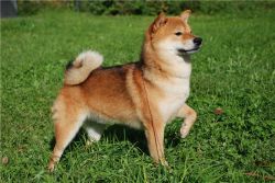 picture of dog