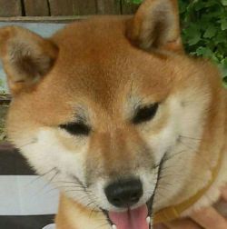 picture of dog