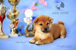 picture of dog
