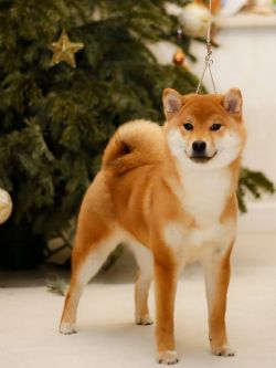 picture of dog