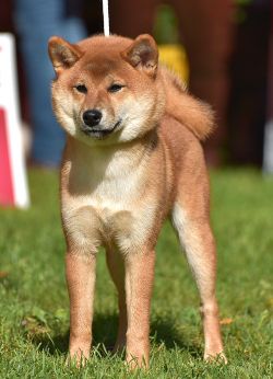 picture of dog