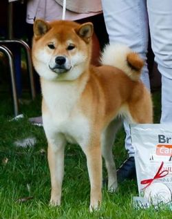 picture of dog