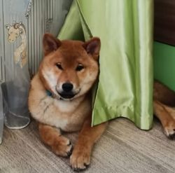 picture of dog