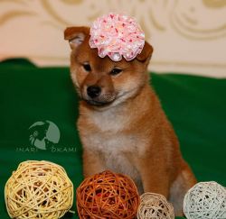 picture of dog