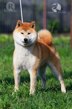 picture of dog