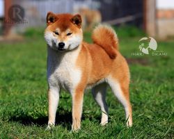 picture of dog