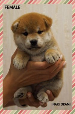 picture of dog