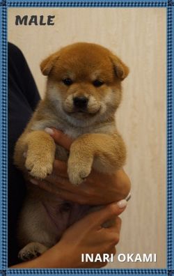 picture of dog