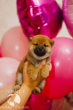 picture of dog