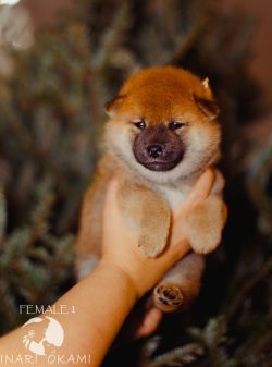 picture of dog