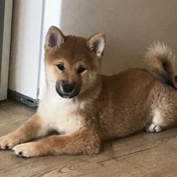 picture of dog