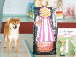 picture of dog