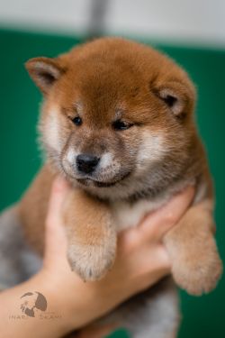 picture of dog