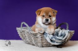 picture of dog