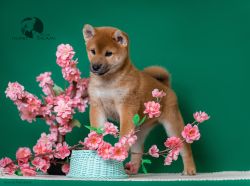 picture of dog