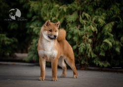 picture of dog