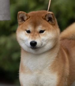 picture of dog